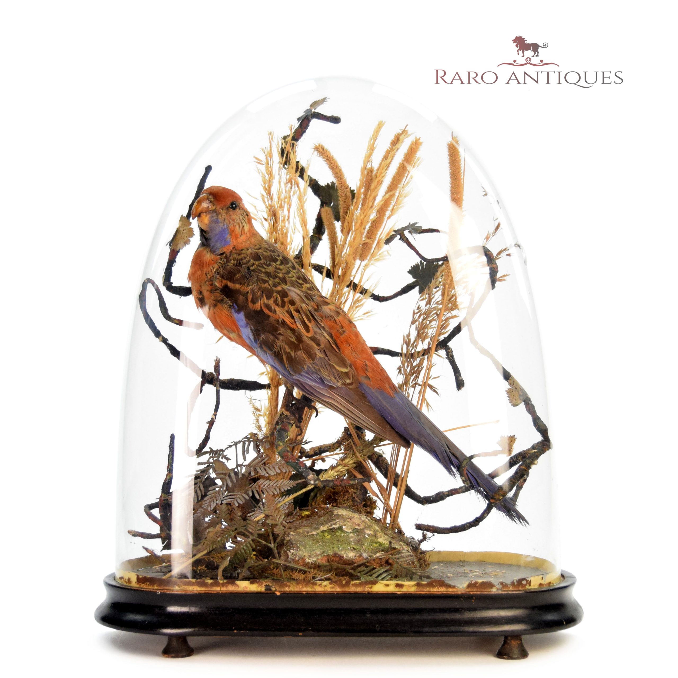 rosella2