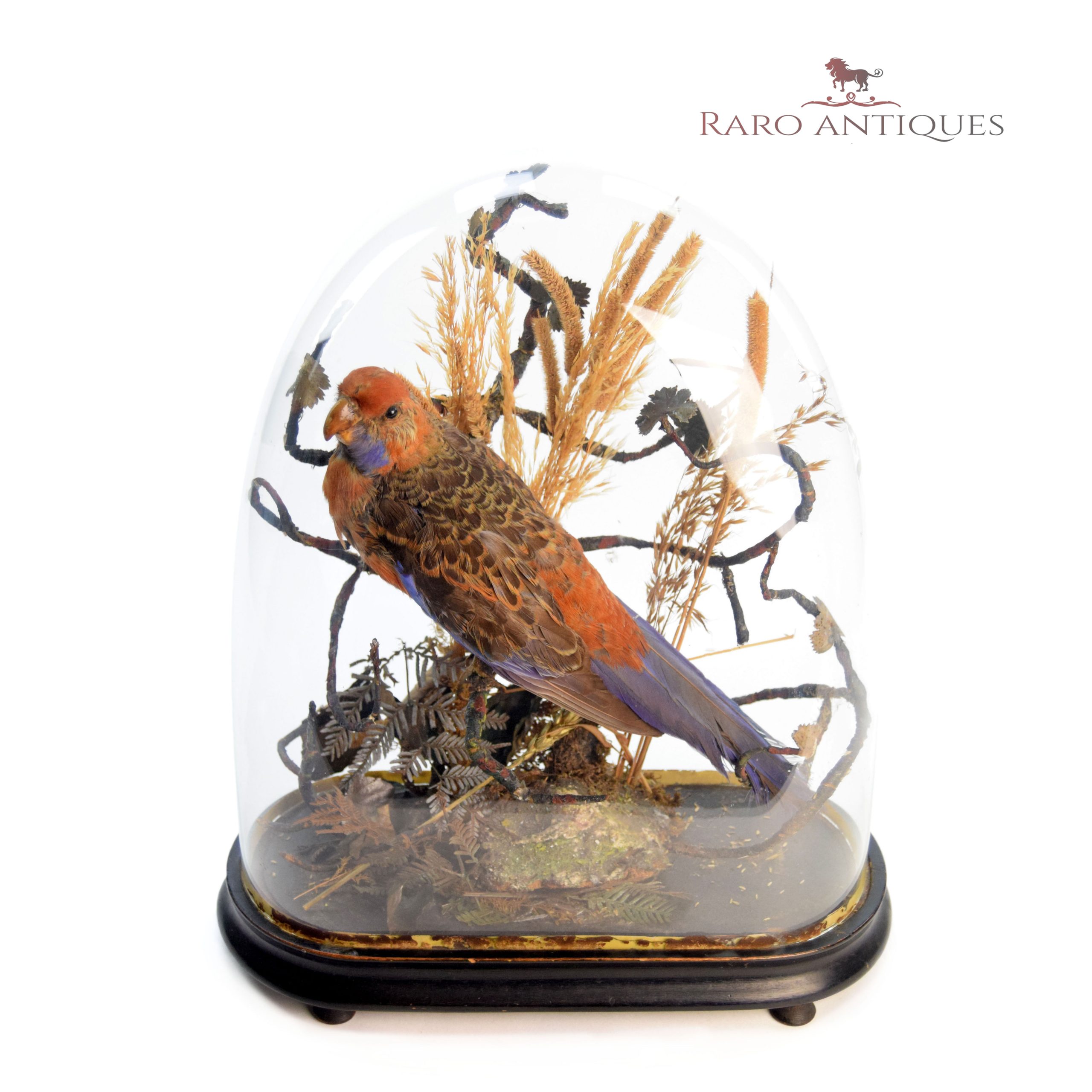 rosella4