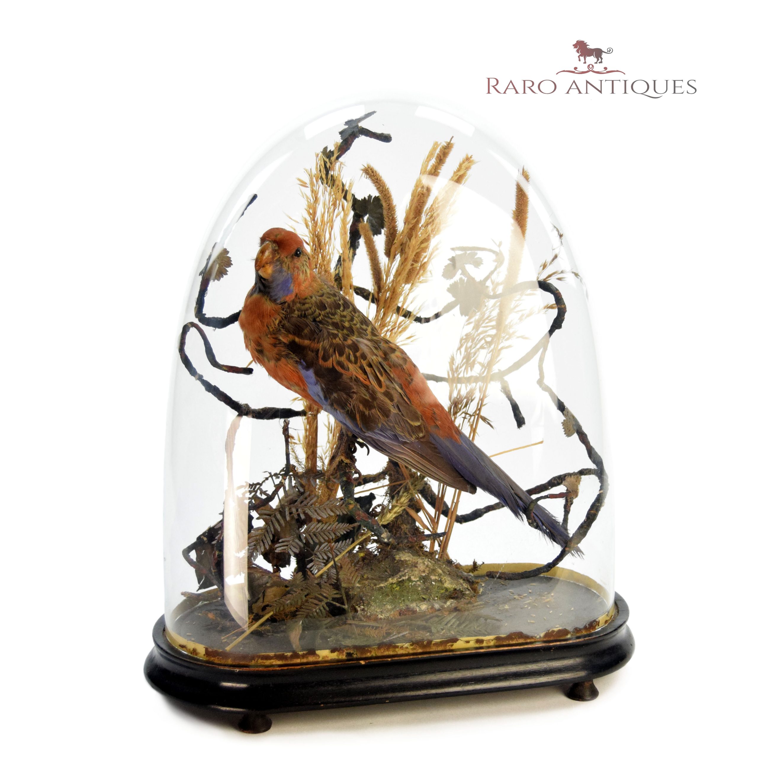 rosella5